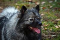 Kayah
