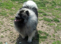 Kricket, a sweet Keeshond