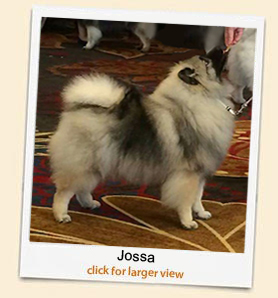 Jossa 'A Beautiful Keeshond' 