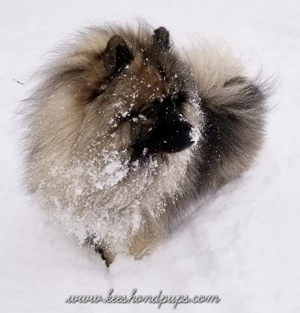 Keeshond