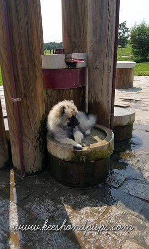 Keeshond