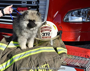 Keeshond