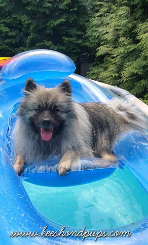 Keeshond