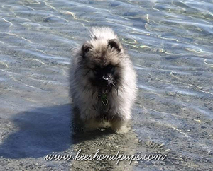 Keeshond