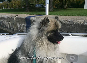 Keeshond