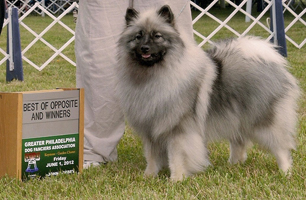 Planned Litter