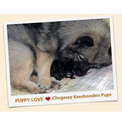 Keeshond puppy love