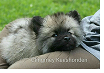 Keeshond pup