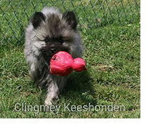 Keeshond pup