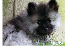 Keeshond pup