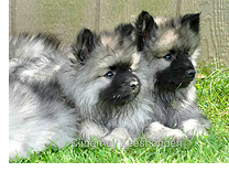 Keeshond pups