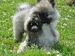 Keeshond Pups