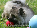 Keeshond Pup