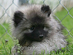 Keeshond Pup