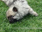 Keeshond Pup