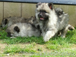 Keeshond Pups