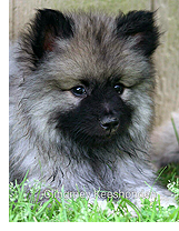 Keeshond pup