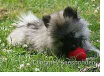 Keeshond pup