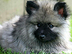 Keeshond Pup