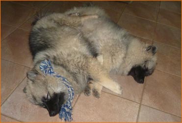 Two Keeshond pups sleeping on floor