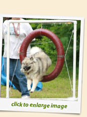 Agility Keeshond Training