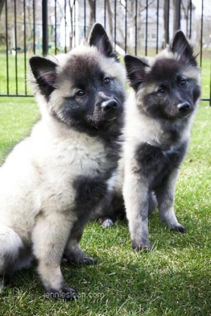Keeshond online short hair