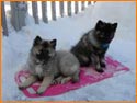 Koda and Kenai