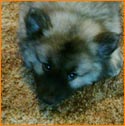 Magoo