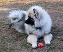 Harley