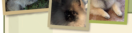 Keeshond Puppy lower collage